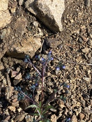 Amethystea caerulea