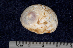 Sigapatella novaezelandiae