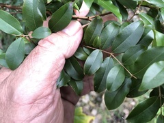 Plinia cauliflora