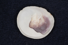 Sigapatella novaezelandiae