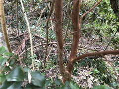 Plinia cauliflora