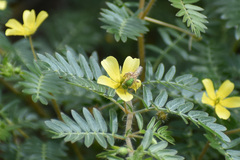 Agapostemon melliventris
