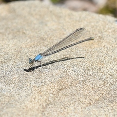 Argia moesta