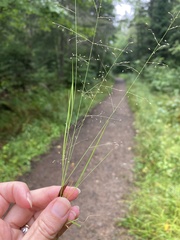Agrostis perennans