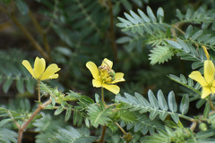 Agapostemon melliventris