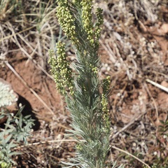 Artemisia campestris
