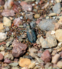 Cicindela haemorrhagica
