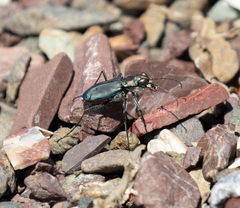 Cicindela haemorrhagica