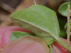 Physalis mollis