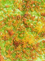 Synchytrium australe