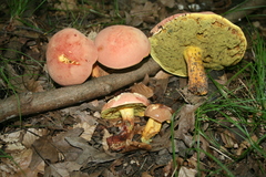 Lanmaoa pseudosensibilis