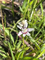 Wurmbea dioica