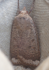 Abagrotis alternata