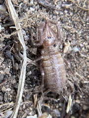 Solifugae