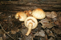 Pholiota squarrosoides