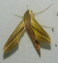 Xylophanes tersa