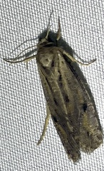 Acrolophinae