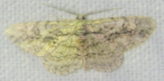 Anavitrinella pampinaria