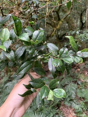 Symplocos macrostroma