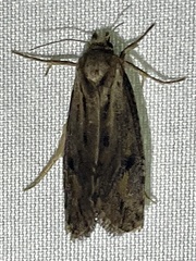 Acrolophinae
