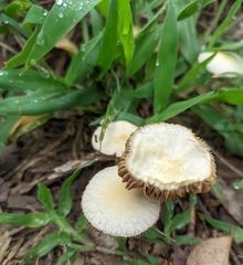 Agrocybe