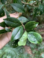 Symplocos macrostroma