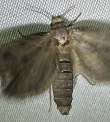 Acrolophinae