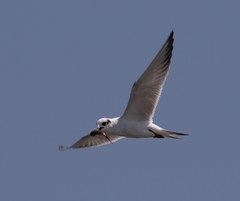 Acanthogobius flavimanus