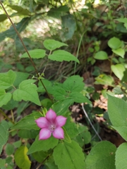 Spigelia scabrella