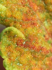 Synchytrium australe