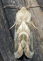 Schinia trifascia
