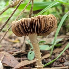 Agrocybe