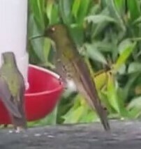 Boissonneaua flavescens