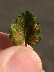 Synchytrium australe