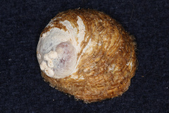 Sigapatella novaezelandiae
