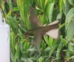 Boissonneaua flavescens