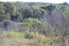 Chondrohierax uncinatus