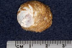 Sigapatella novaezelandiae