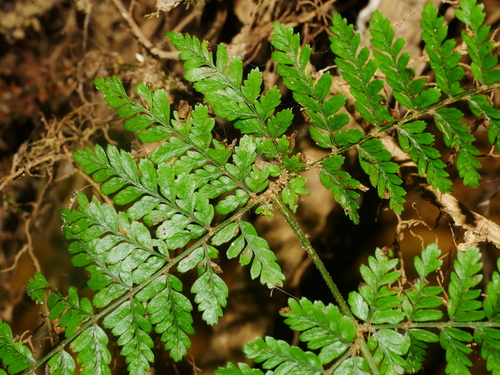 Dryopteris pseudocaenopteris observed 2022-08-16