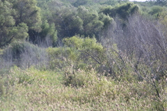 Chondrohierax uncinatus