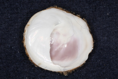 Sigapatella novaezelandiae