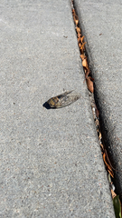 Neotibicen pruinosus