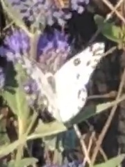 Pontia occidentalis