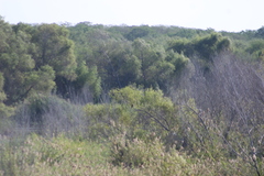 Chondrohierax uncinatus