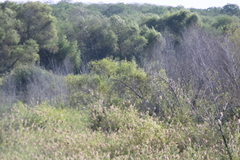 Chondrohierax uncinatus