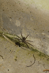 Heteropoda venatoria