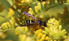 Ancistrocerus adiabatus