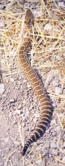 Crotalus oreganus oreganus