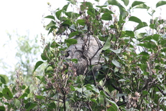 Dolichovespula maculata