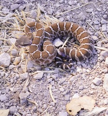 Crotalus oreganus oreganus